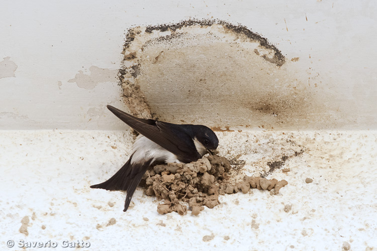 Common House Martin