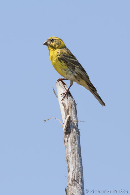 European Serin