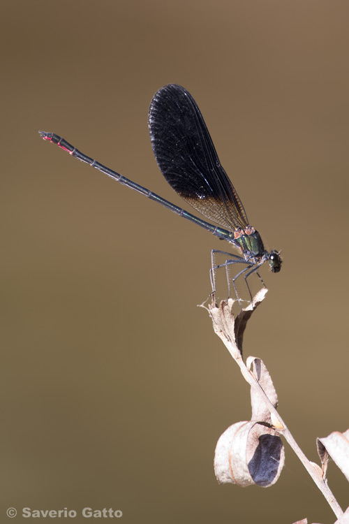 Damselfly