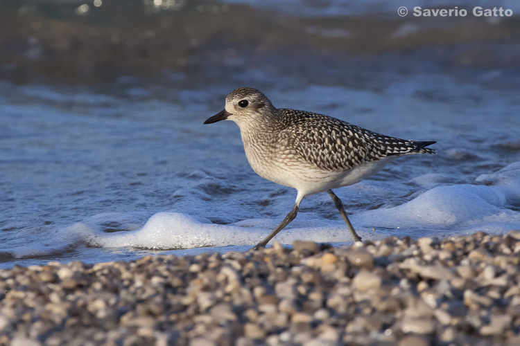 Grey Plover