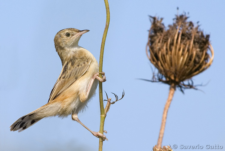 Zitting Cisticola