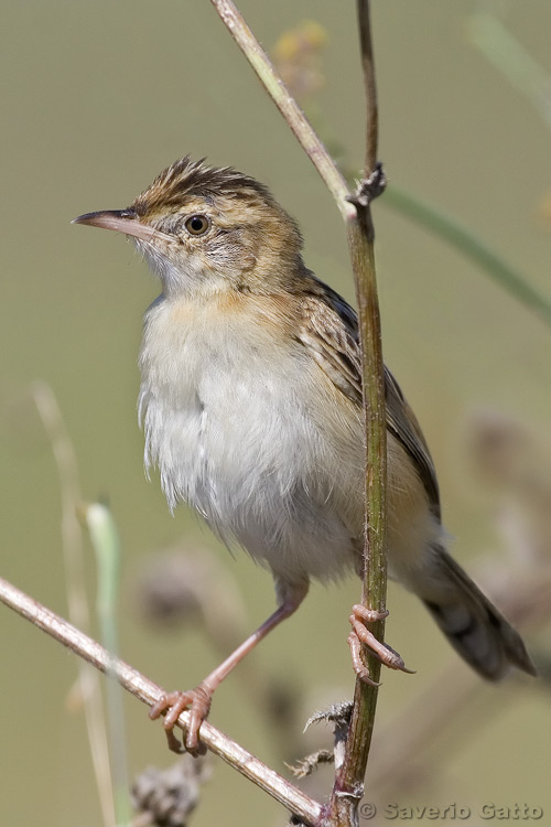 Zitting Cisticola