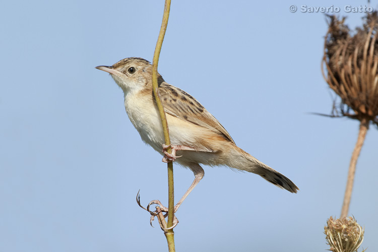 Zitting Cisticola