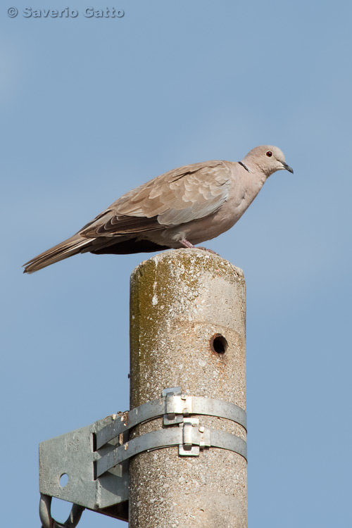 Eurasian Collared Dove