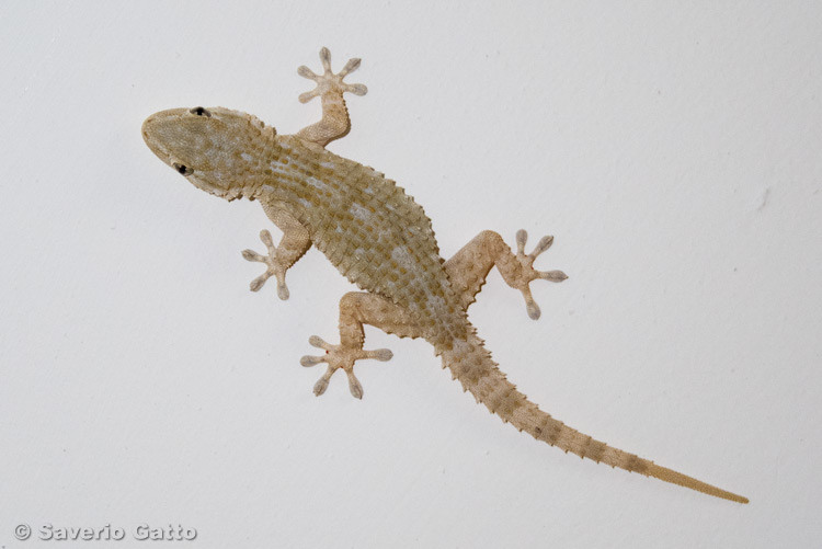 Wall Gecko