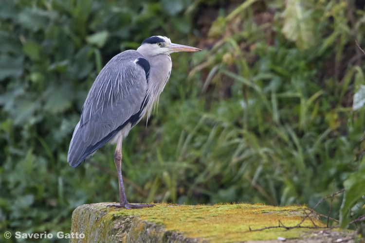 Grey Heron