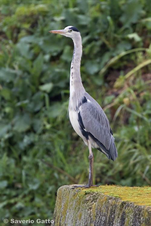 Grey Heron