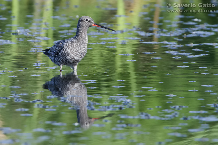 Spotted Redshank