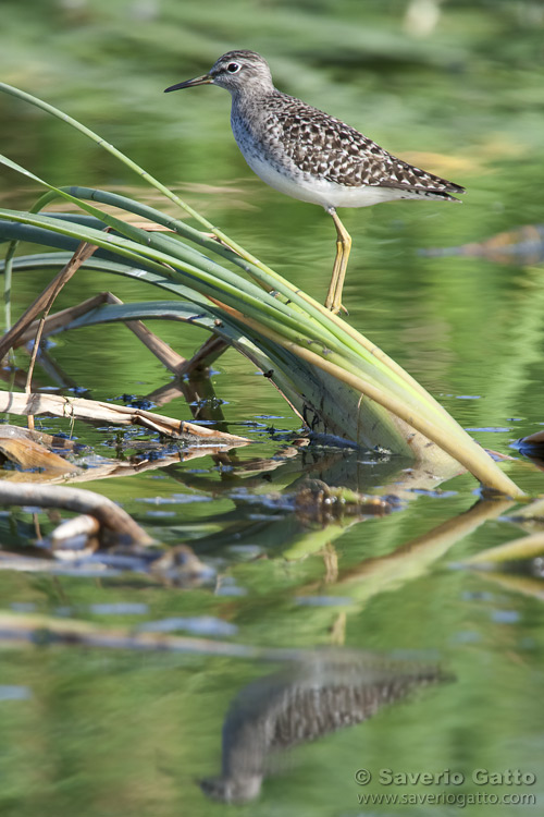 Wood Sandpiper