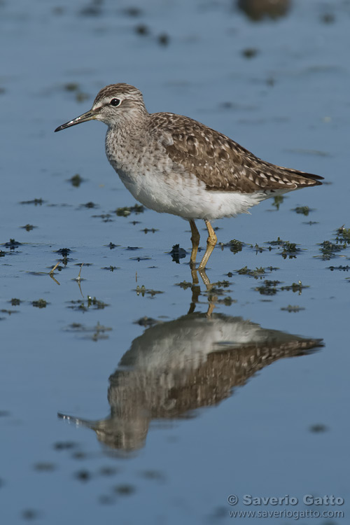 Wood Sandpiper