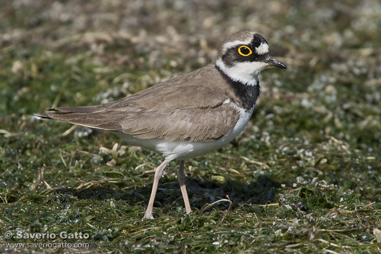 Little Ringed Plover