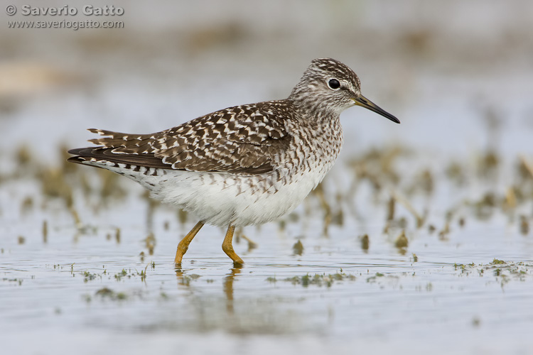 Wood Sandpiper