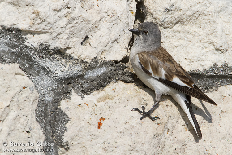 Snowfinch