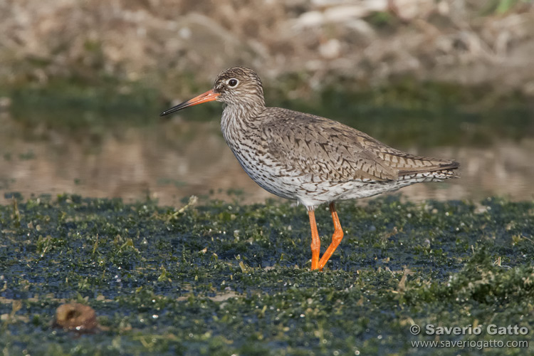 Common Redshank