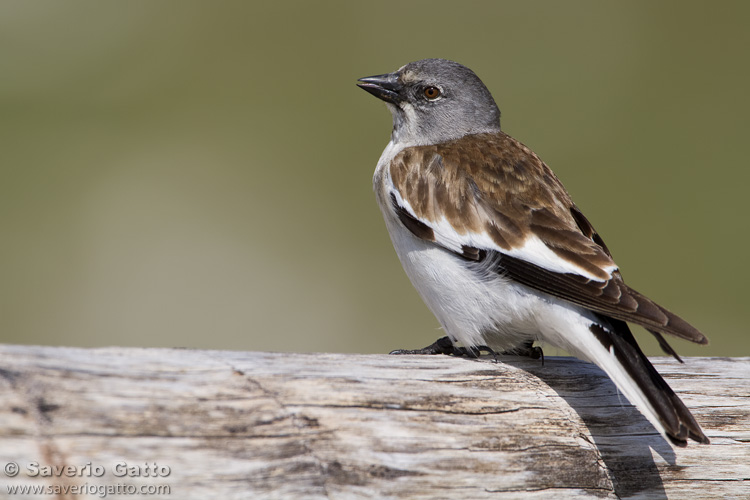 Snowfinch