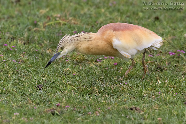 Squacco Heron