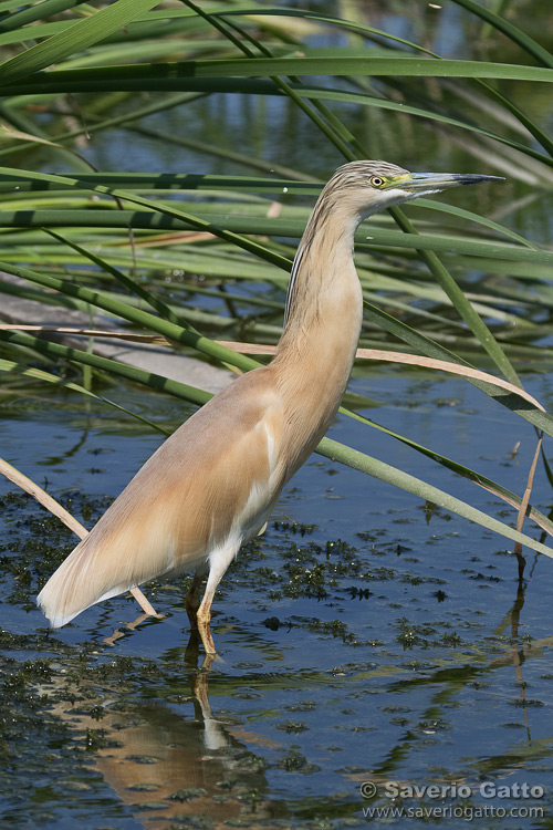 Squacco Heron