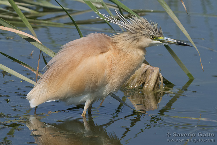 Squacco Heron