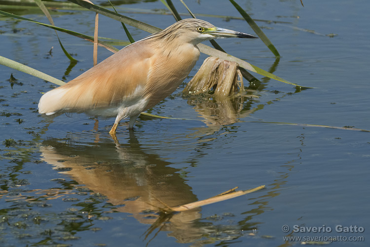 Squacco Heron