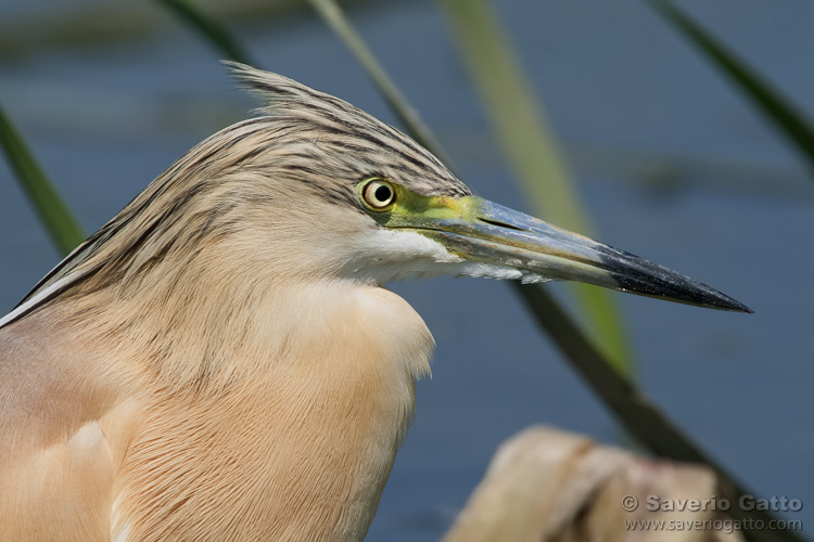 Squacco Heron