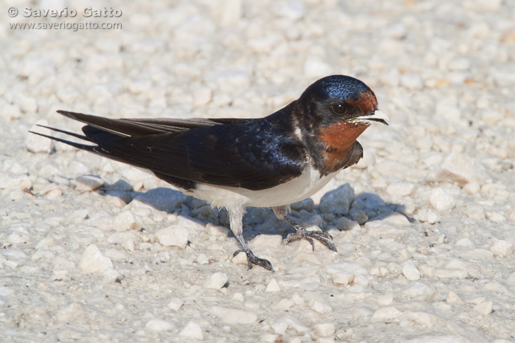 Barn Swallow