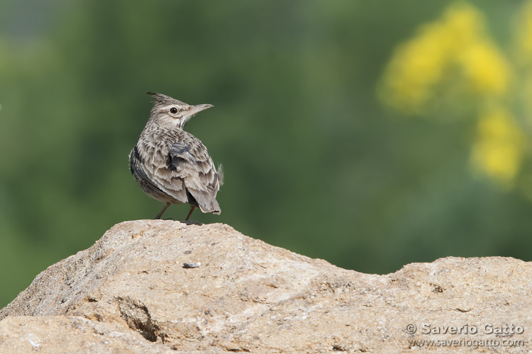 Crested Lark