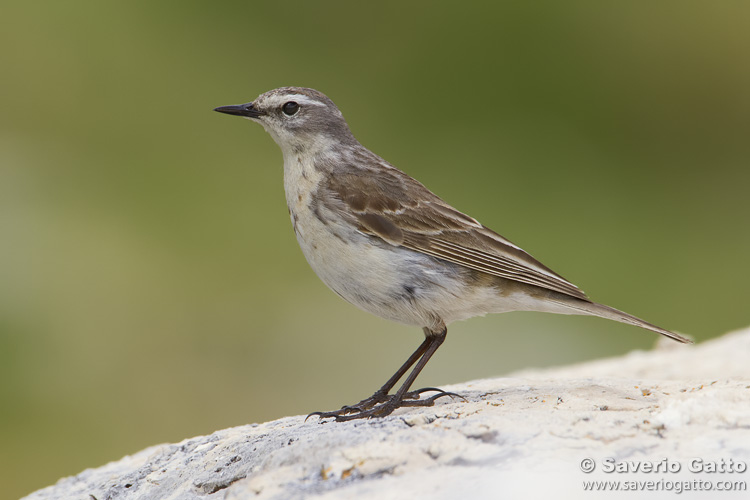 Water Pipit