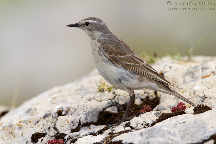 Water Pipit