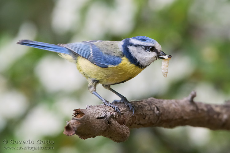 Eurasian Blue Tit