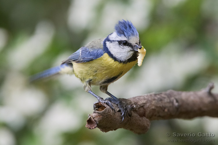 Eurasian Blue Tit