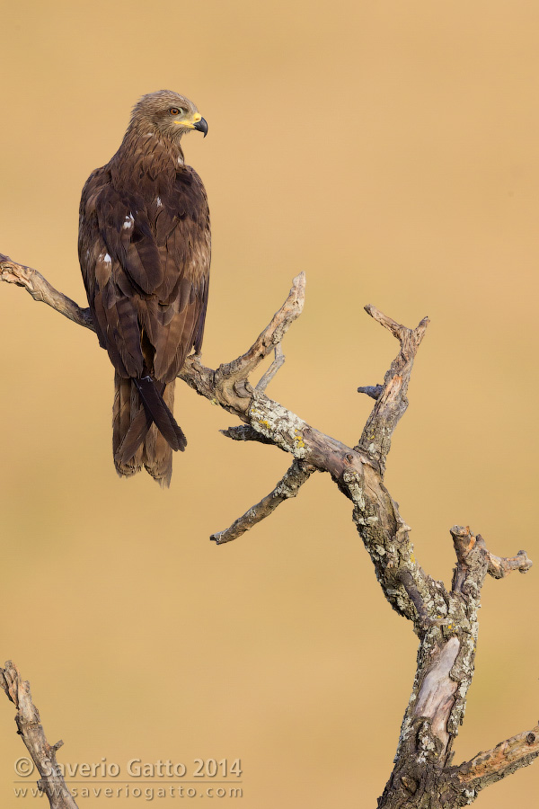 Black Kite