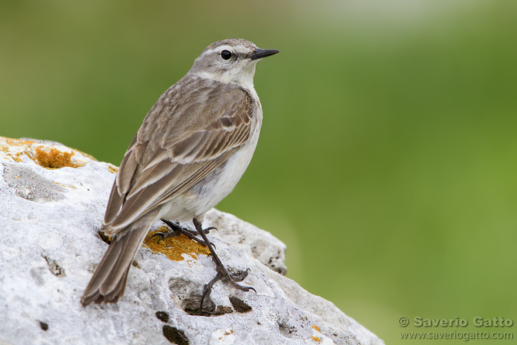 Water Pipit