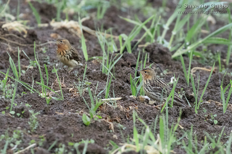 Red-throated Pipit