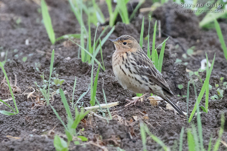 Red-throated Pipit