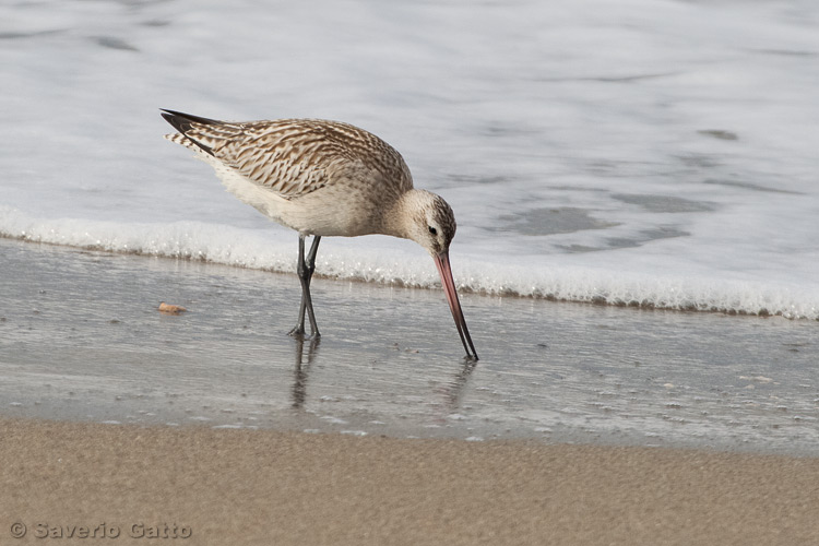 Bar-tailed Godwit