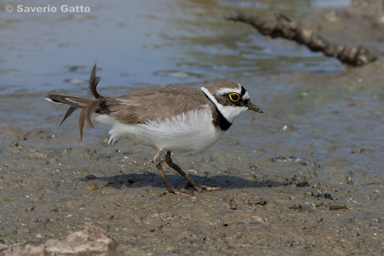 Little Ringed Plover