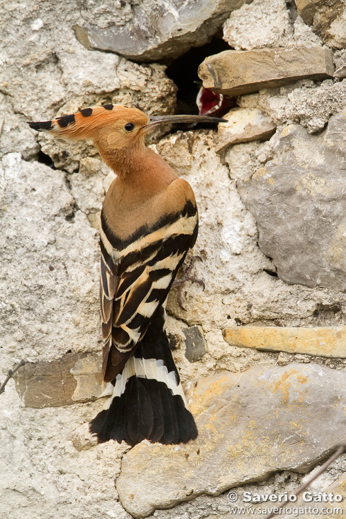 Eurasian Hoopoe