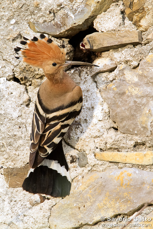 Eurasian Hoopoe