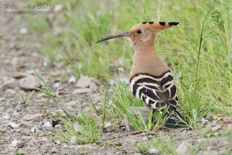 Eurasian Hoopoe