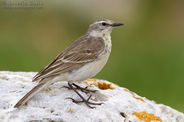 Water Pipit