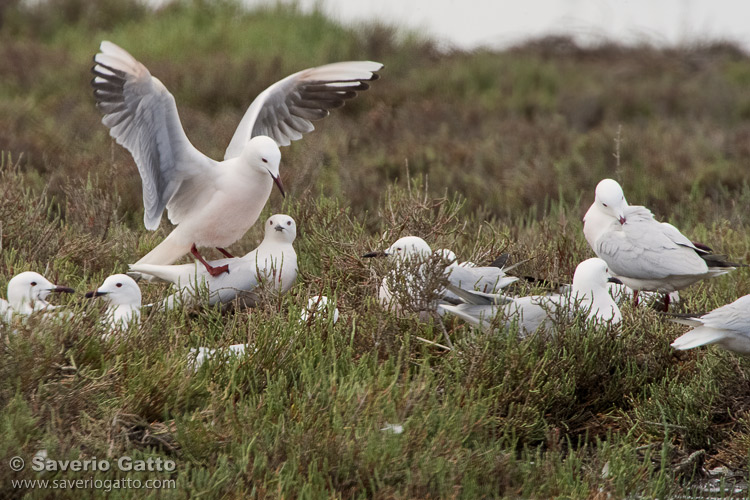 Slender-billed Gull