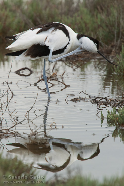 Pied Avocet