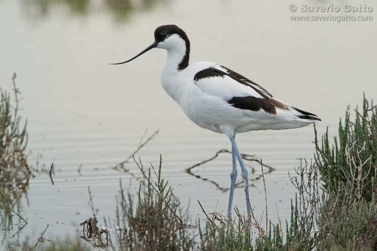 Pied Avocet