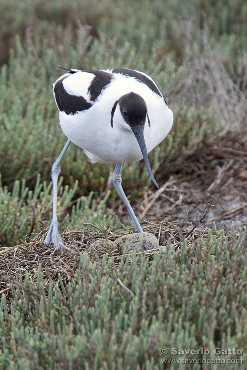 Pied Avocet