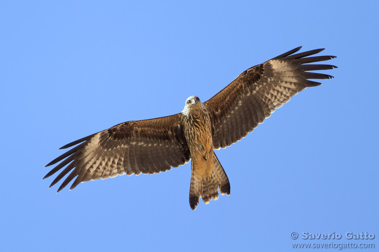 Black Kite