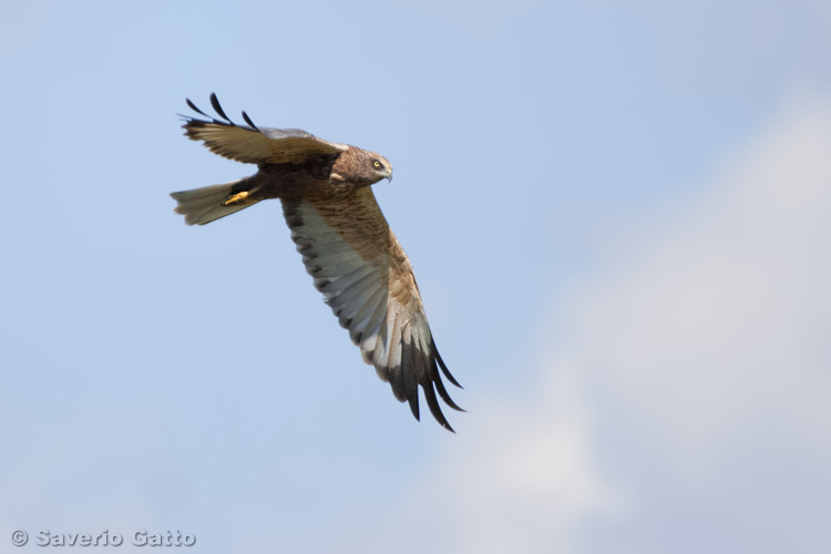 Marsh Harrier