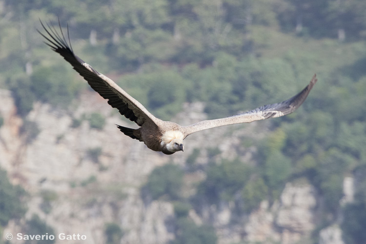 Griffon vulture