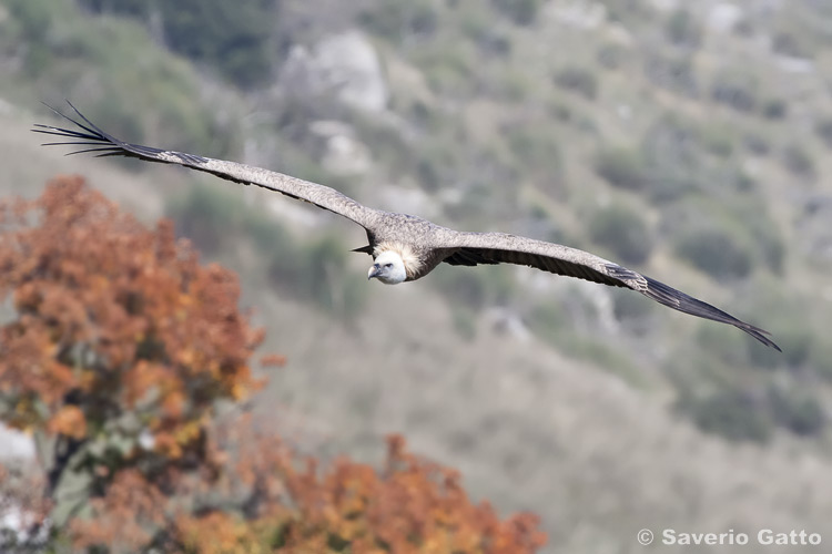 Griffon Vulture