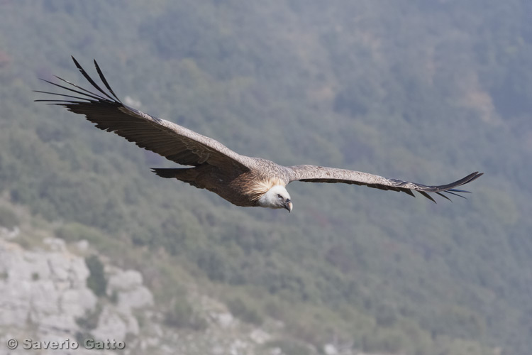 Griffon vulture