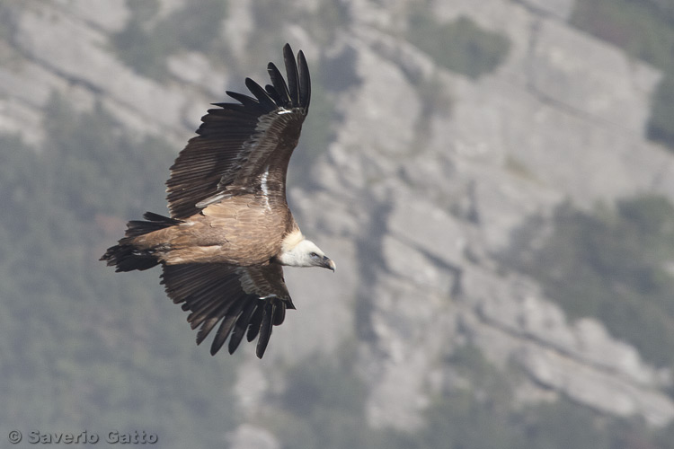 Griffon vulture